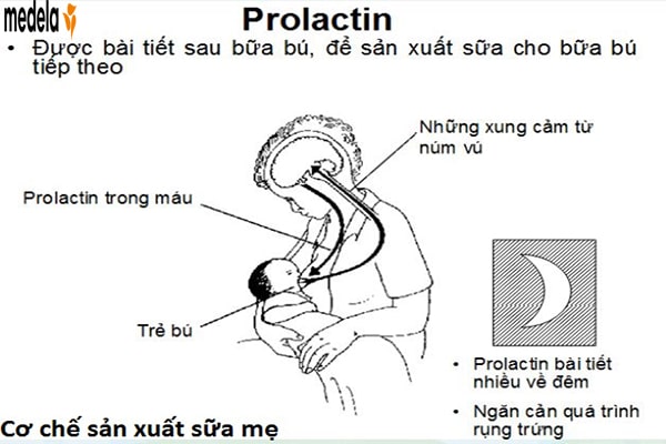 prolactin và sữa mẹ
